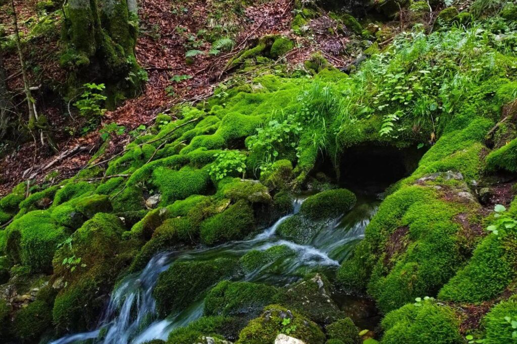 Izbucul Matisesti (4)