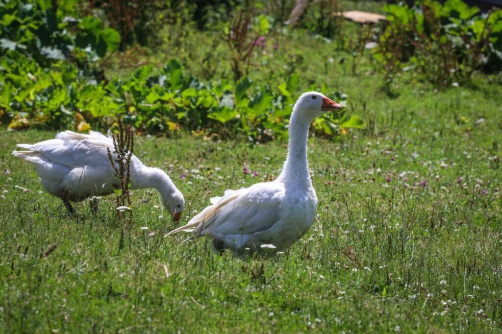 Poiana Călineasa și biserica din vârf de munte (4)