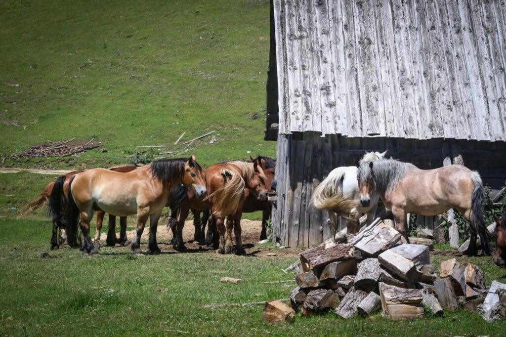Poiana Călineasa și biserica din vârf de munte (5)