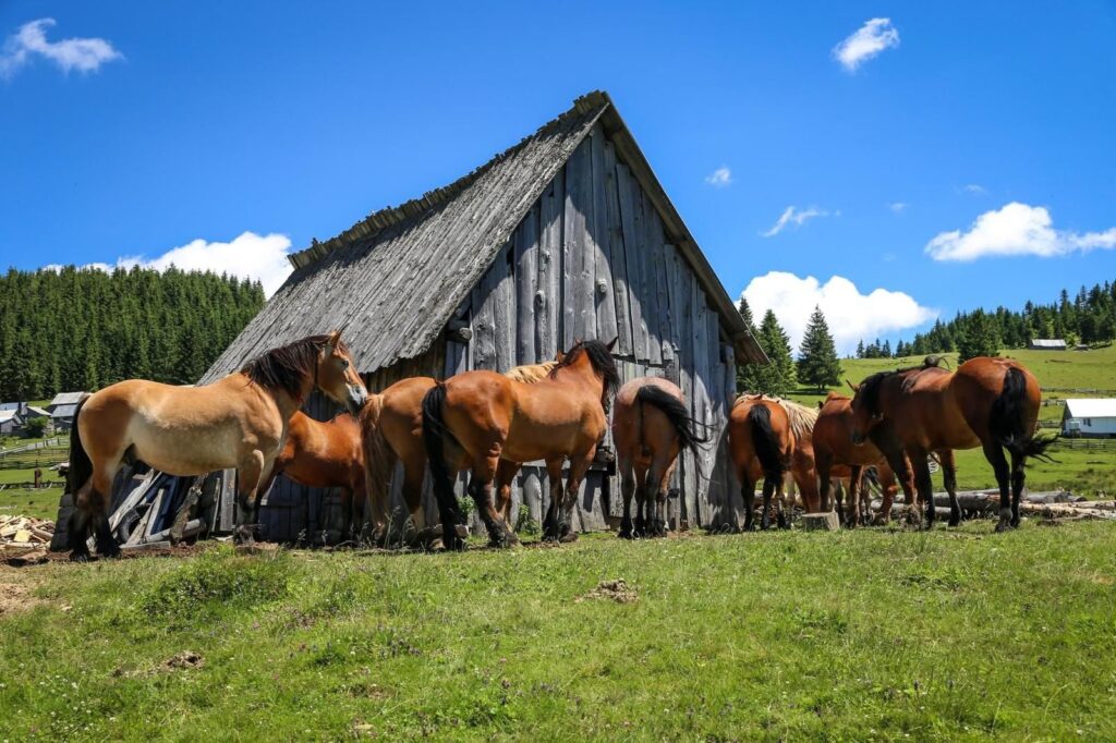 Poiana Călineasa și biserica din vârf de munte (8)