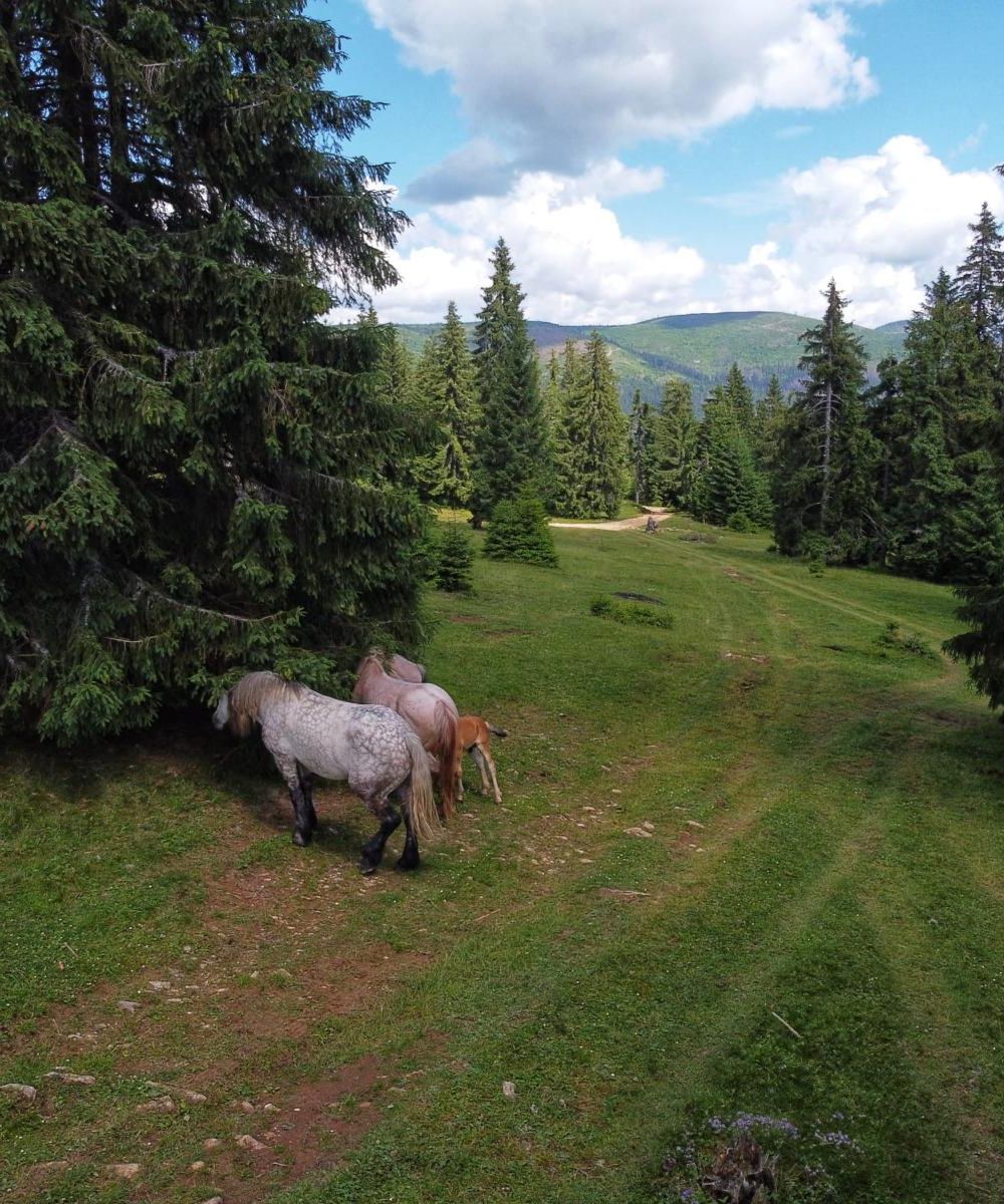 Poiana Mărșoaia (7)