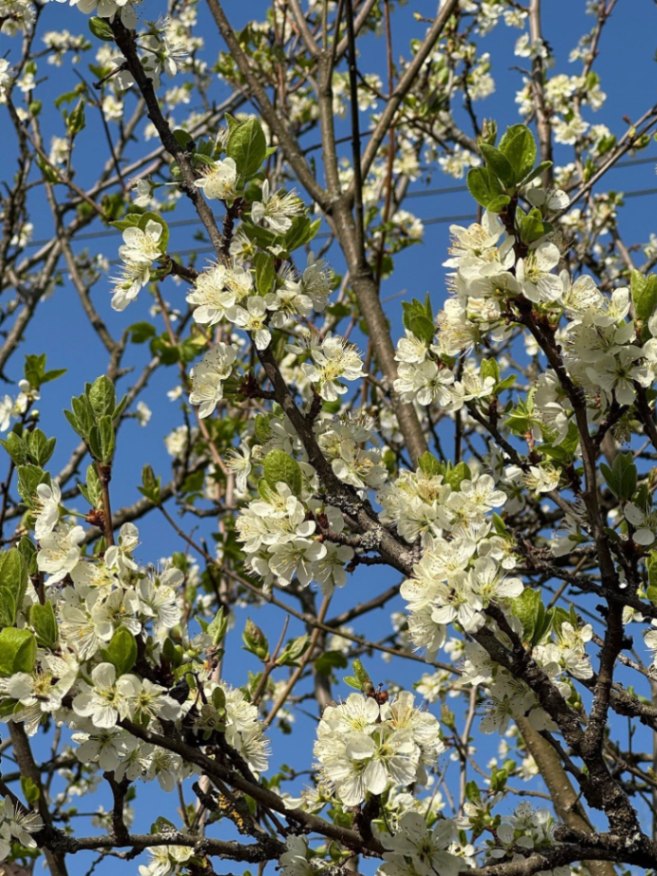 Paste_Pensiunea_Alexolar (21)